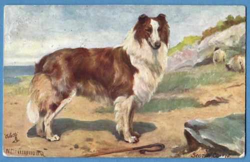 Dog scotch collie vintage - collie,