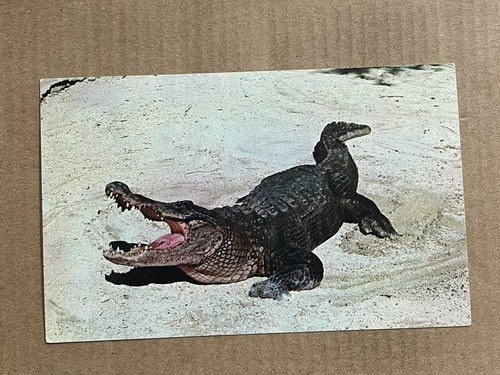 Cartolina alligatore bocca - cartolina,